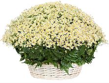 Цветочная композиция из Ромашки в корзине #REPLACE_PRED# Мичуринске